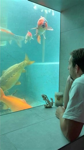 Koi Fish Pond in the Shower 🚿😲 #koi #fishtank #aquarium #koipond
