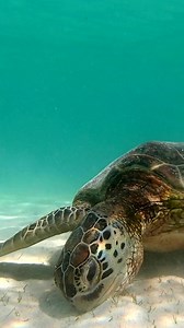 Turtles just being turtles in the Misool Marine Reserve. Have you had the pleasure of accompanying a turtle on its daily graze? Happy World Turtle Day 2025 📸@sabinegt #WorldTurtleDay #TurtleSanctuary #ProtectWhatYou | Misool