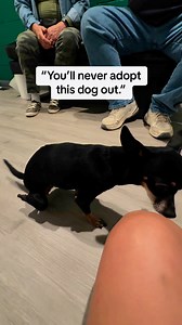 Kermit is a little min pin/chihuahua mix that was shut in a car door when she was a puppy. An animal advocate held onto her for 6 years, thinking nobody would want to adopt her due to her gait. The animal advocate contacted us to see if we could help find her a forever home, which of course we agreed! Kermit is so easy to love! We brought her to the shelter, and there were three families in the waiting room wanting to adopt her! When there’s a will, there’s a way! This applies to all involved- K