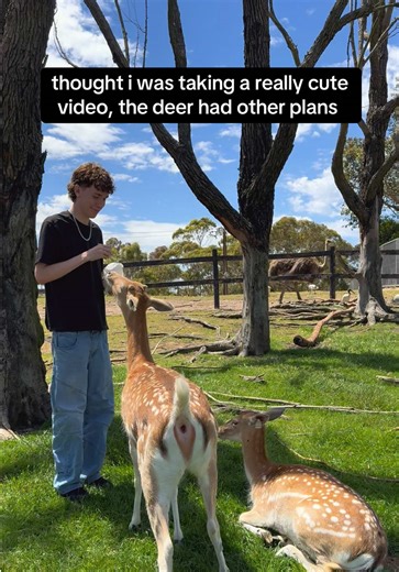 Cute Deer Video Goes Hilariously Wrong