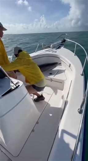 Dolphins Leap Aboard Boat in Heart‑Stopping Escape from Shark #OceanDrama #DolphinRescue