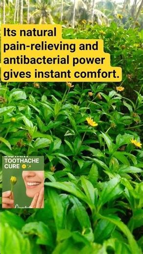Got a sudden toothache? Here’s a quick natural fix! 🌿 #toothacherelief #health #lifestyle #shorts #y