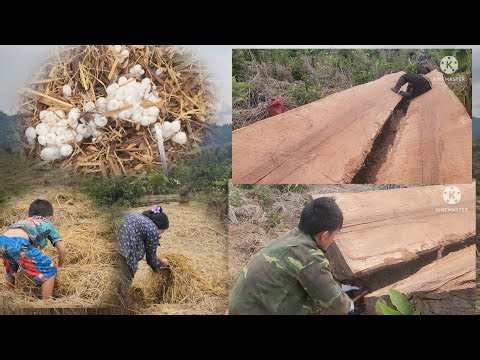 kaw ntoo ua peb lub tsev teb tim peb teb 5/3/. 2026