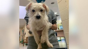 Women arrested in connection with the theft of a puppy from PSPCA headquarters, agency says