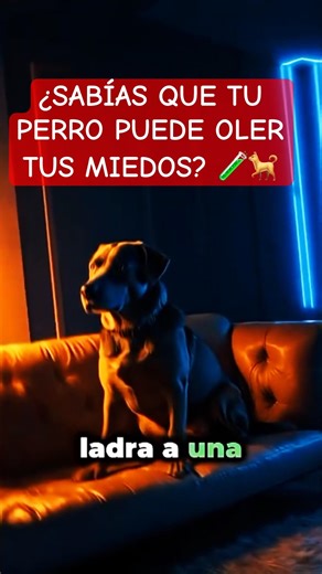 ¿POR QUÉ TU PERRO INCLINA LA CABEZA CUANDO LE HABLAS? 🧠🐕#dog