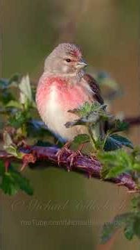 Call of the Common Linnet #birds #birdsounds #linnet