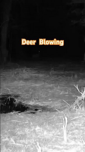 Footage of deer blowing at a bobcat | #DeerBlowing #bobcat #trailcam #tactacam #outdoors #hunting