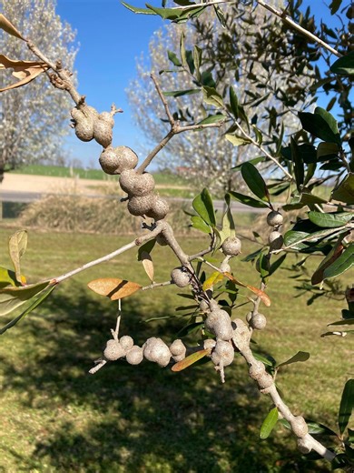 Oak Tree Galls: Can My Tree Be Saved?