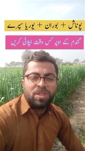 Potash Boron Urea Fertilizer Spray Method Apply For Wheat Crops #shortsfeed