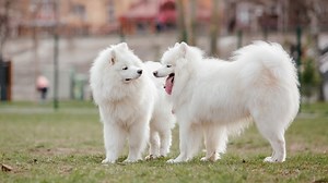 Is a Samoyed a Good Pet?
