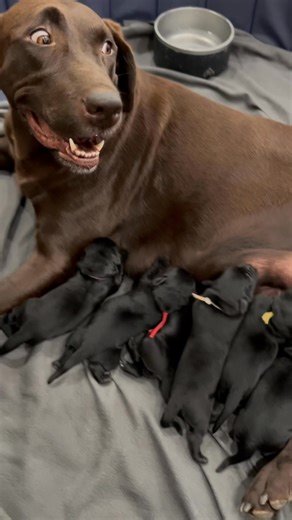 Puppy feeding time 😍😍😍 #conroedogs #trainer #puppytraining #puppylife #pup #puppy #puppylove #labrador #labradorretriever #lab #houston #htx #texas #conroetx #akc | BB Training Ranch