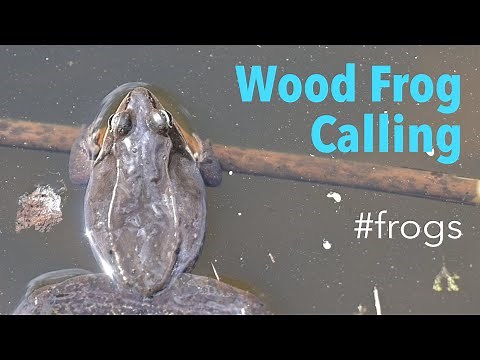 👀 Wood Frog (Lithobates sylvaticus) - Mating and Display Calls