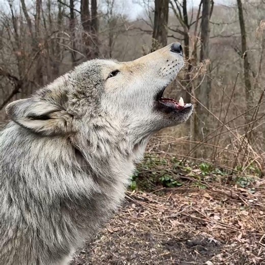 170K views · 19K reactions | Silas' howl reminds us what we're fighting for: a better world for wolves  | Wolf Conservation Center | Facebook