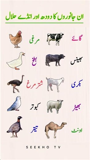 The Ultimate Halal Food Guide: Milk and Eggs from These 12 Animals Are Safe!