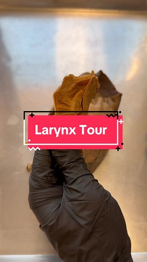 Exploring the Anatomy of the Human Larynx