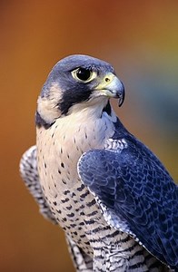 Peregrine Falcon