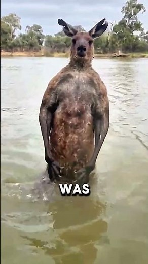 Man vs Kangaroo: The Wildest Dog Rescue Ever Caught on Camera!