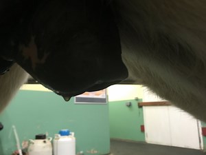 A Curious Case of Chalky Urine: Investigating a Horse's Bladder
