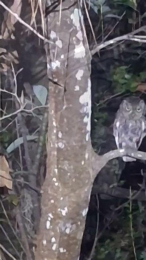 The Eastern Screech Owl
