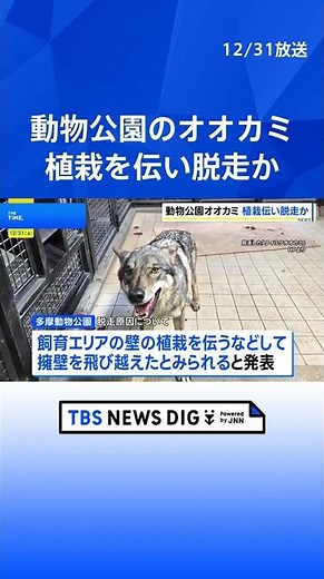 オオカミは飼育エリアの壁に生えた植栽を伝って擁壁を飛び越え脱走か 麻酔銃など使い園内で捕獲 東京・日野市の多摩動物公園｜TBS NEWS DIG #shorts