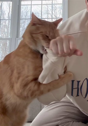 Cute Morning Moments with Macaroni and Cheese Cat