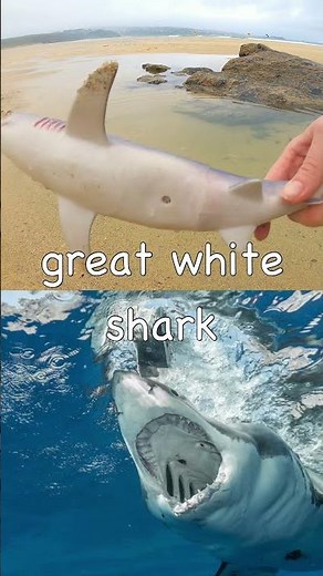 Learn Shark Names for Kids at the Beach: Blue Basking Nurse Great White Bull Lemon Sharks