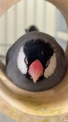 Cute Java sparrow slumber ❤️かわいい文鳥のすやすや寝顔