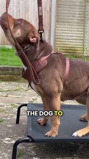 The Place Command in Dog Training