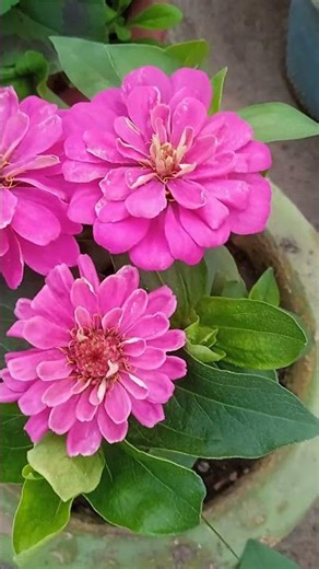 🌷 beautiful zienia flowers 🌷 #flowers #nature #garden #gardening #plants #viral