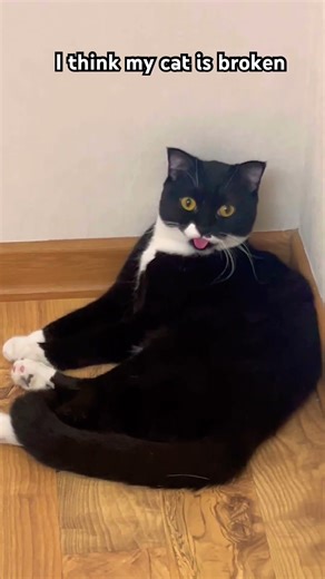 Cat error message 🐱👅. #cat #kitten #pets #cute #newchannel #funny #tuxedocat