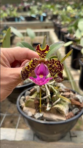 Cattleya aclandiae flowering special in the collection!!!