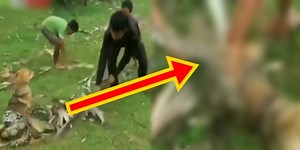 Brave Kids Saves Dog From Snake's Deadly Grip (Video)