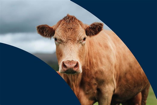 Streamlined QMS Cattle & Sheep Assurance Scheme Standards published
