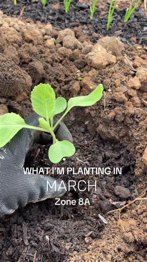 March is the main planting month in my garden… and it’s so important not to miss this window before the heat hits. Some vegetables just don’t do well when planted in late spring here in South Carolina. If I want to enjoy a beautiful harvest, I have to start now. I always begin my spring garden with direct sowing cool-season greens: parsley, dill, onions, garlic, spinach, sorrel. And root crops like radishes, potatoes, carrots, and beets. In mid-March, I also transplant cool-weather crops such as