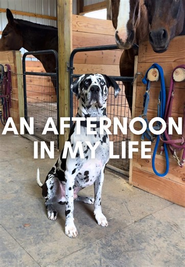 Cuteness Overload: Rocco the Harlequin Great Dane