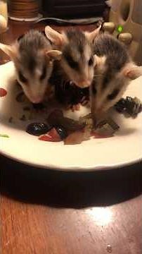 Possum Rescue and Release #possum #bekind