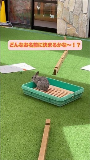 うさぎの名前が決定！その名前は？