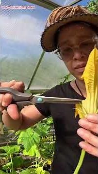 How to Pollinate Courgettes by Hand – Step-by-Step Demo!