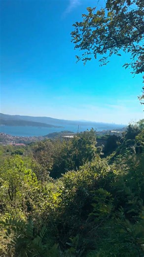 Best Morning Coffee Spot in Nature ☕🌳#nature #cafe #birdsong #relaxing #sunrise #shortsvideo #peace