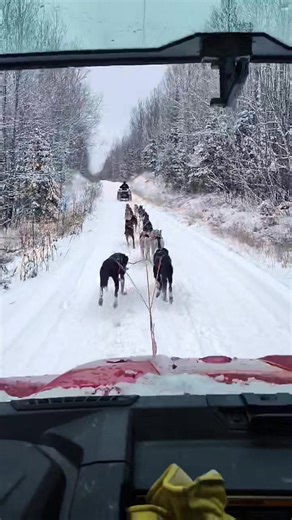 Low ridin' #musher #mushing #dogsledding #dogs #endurancekennels #sleddogtiktok #alaskanhusky #workingdogs #workingdog #doggo #winter #onlyinmn | Endurance Kennels LLC