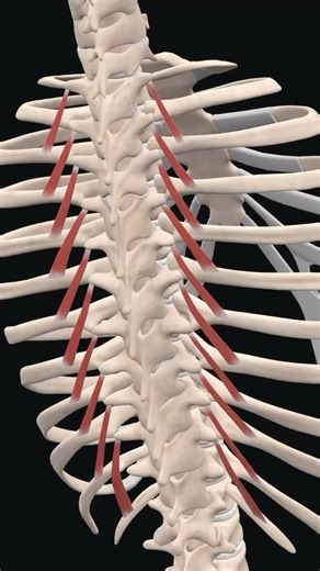Bradley Blair Osteopath on Instagram: "The Levatores Costarum Longi are deeper muscles located in the thoracic region of the back, playing a specific role in both respiratory mechanics and subtle movements of the vertebral column. Detailed Anatomy: • Location: These muscles are found on both sides of the vertebral column, extending from the cervical and thoracic spine down to the ribs. The Levatores Costarum Longi muscles are part of a group that also includes the Levatores Costarum Breves, whic