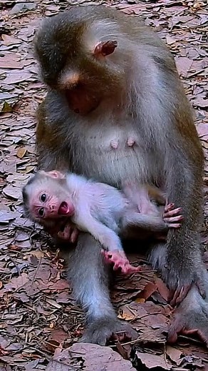 55K views · 528 reactions | #reels #babymonkey #monkey #monkeys #MonkeyLife #monkeylove #monkeyface #adorablemonkeys #reelsfb #animalvideo #animal #fyp #funny #foryou #reelsviral #reelsvideo #reels2024 #viral #thankyouforwatchingmyreels | Emery Monkey | Facebook