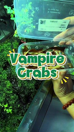Vampire Crabs: Fascinating Creatures for Your Paludarium