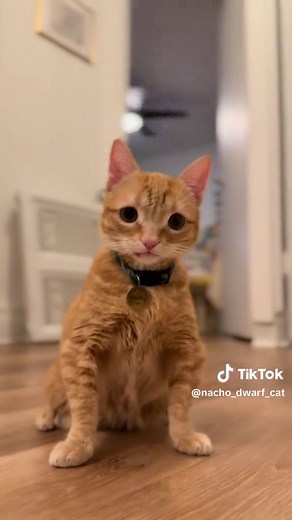 Nacho the Dwarf Cat: Adorable TikTok Moments