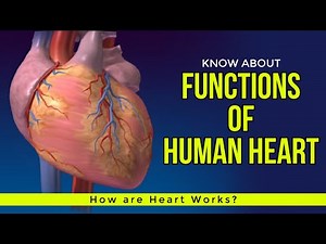 Functions of Human Heart | How are Heart Works?