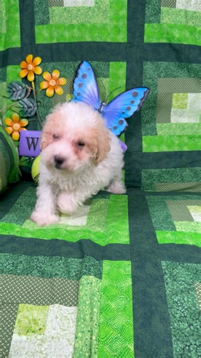Shichon puppy for sale