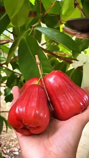 planting guava citra is very easy to care for #waterguava #guavacitra #plantguava #shortvideo #sh...