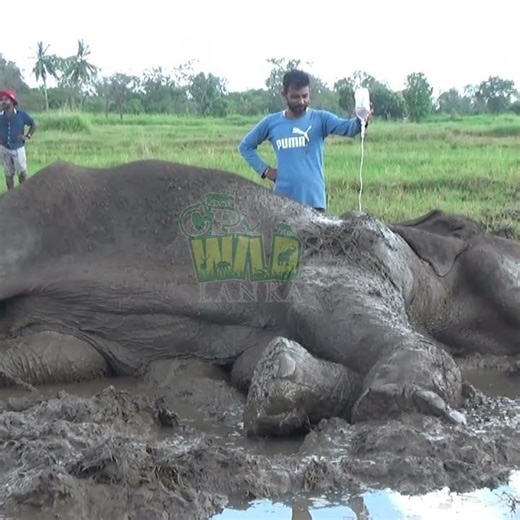 Wildlife Heroes Treat Injured Elephant in the Wild 🐘❤️ | Heartwarming Rescue | Elephant #elephant