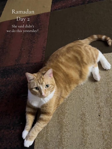 Day 2 of Ramadan with Jalebi: The Adorable Muslim Cat