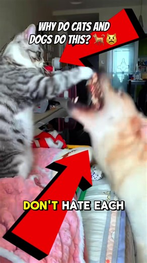 Understanding Cat and Dog Interactions